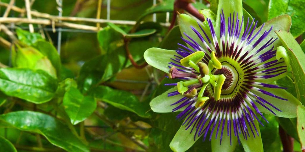 Passionflower Vine